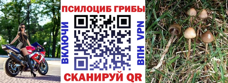Псилоцибиновые грибы мицелий  Купить  Лиски 